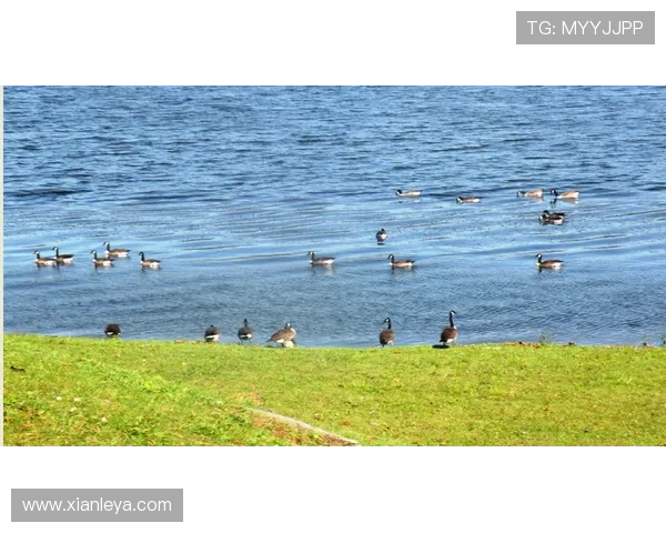 通过keno官网了解最新游戏资讯和赛事信息,掌握第一手动态把握中奖机会 通过keno官网了解最新游戏资讯和赛事信息,掌握第一手动态把握中奖机会